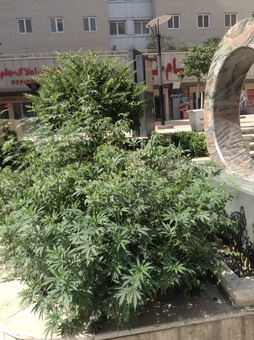 ماری‌جوانا تهران