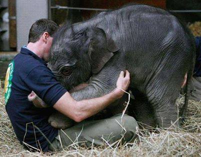 مهربانی با فیل