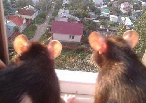 موش ها در شهر