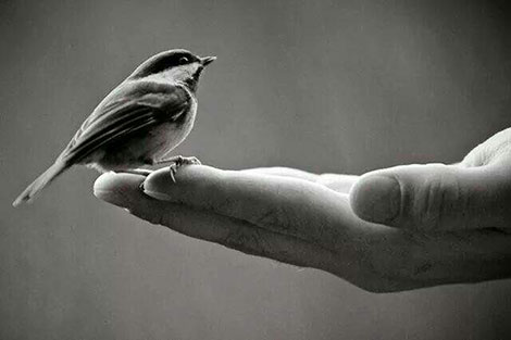 مهربانی با پرندگان