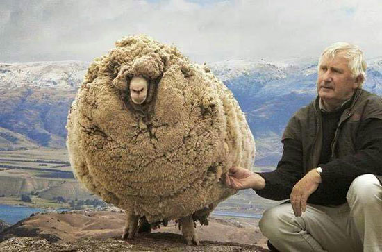طنز گوسفند