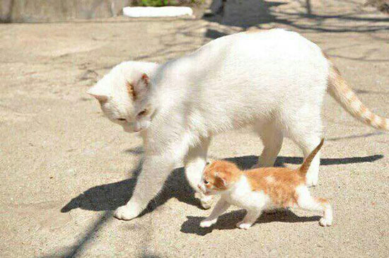 گربه و مادرش